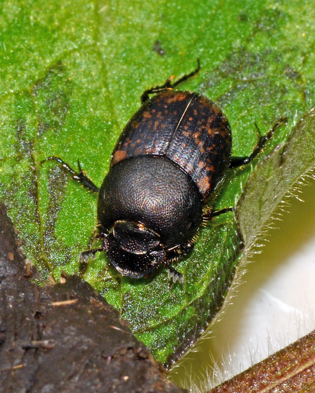 Onthophagus sp. Gran Sasso (Aq)